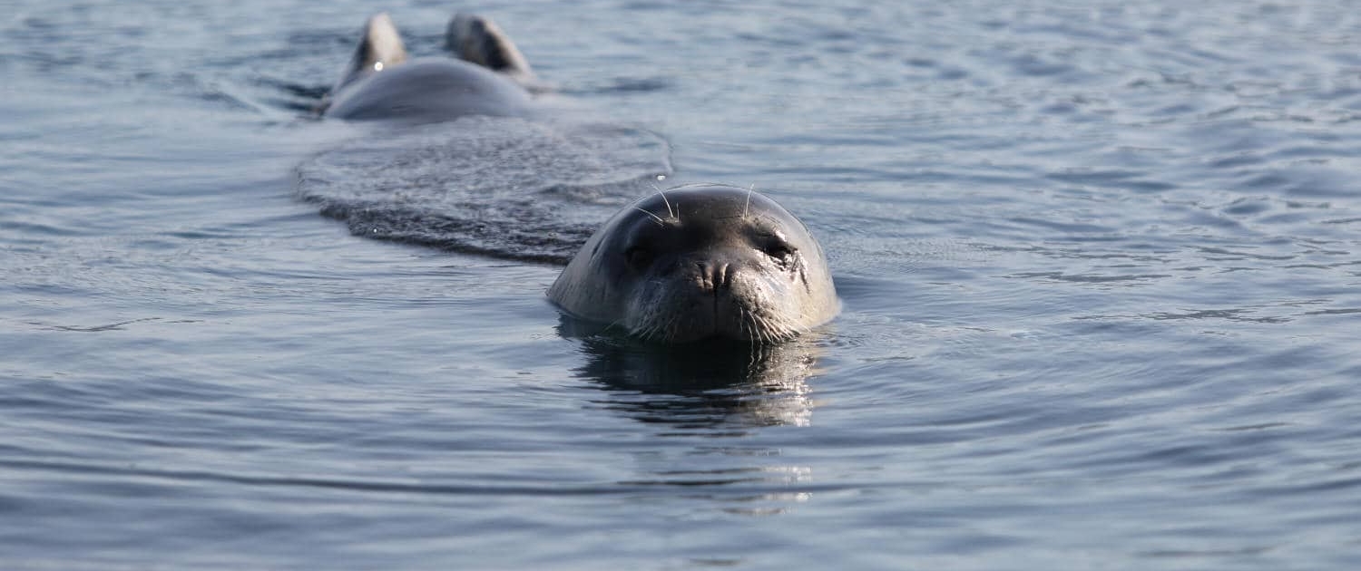 Monk seal (Monachus monachus)